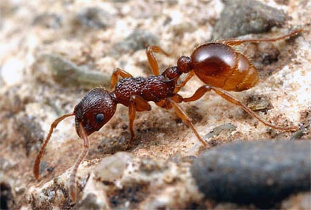 Рыжий муравей (мирмика)