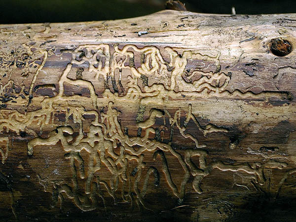 древесина после жизнедеятельности жука короеда 
