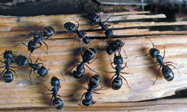 муравьи в каркасном доме 