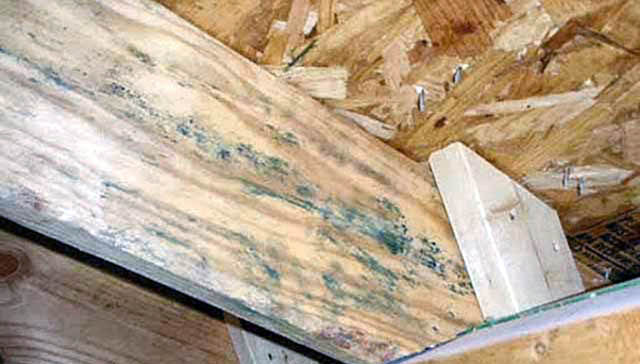 Обработка и защита древесины от грибка